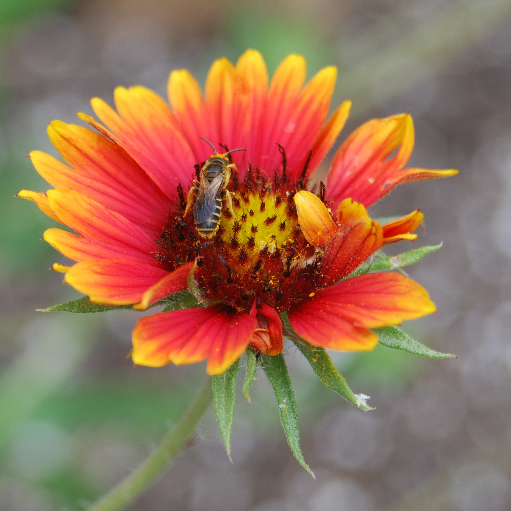 Blanket flower seeds outlet
